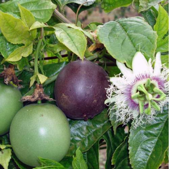 Tüplü Passiflora Edilüs Fidanı – 1 Yaş – 30 cm